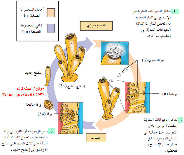 الوظائف الحيوية عند الإسفنجيات