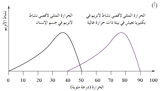 آلية عمل الانزيمات في التفاعلات الكيميائية داخل في أجسام الكائنات الحية