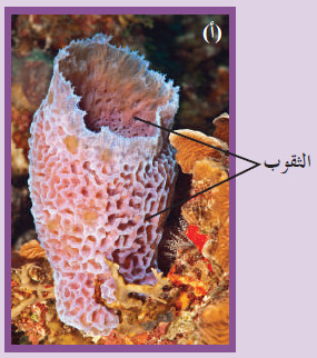 بنية الإسفنجيات