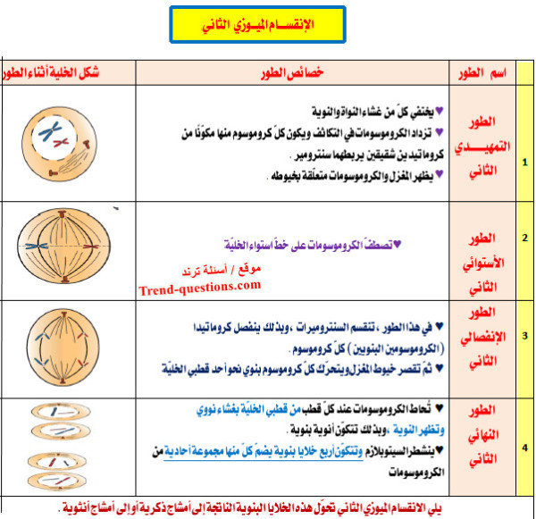 أطوار الانقسام الميوزي الثاني
