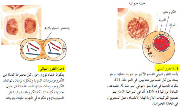ما هي مراحل وأطوار الانقسام الميتوزي؟