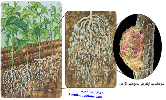 فوائد البكتيريا على الأنسان