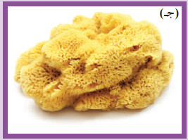 بنية الإسفنجيات