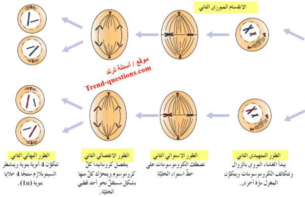 مراحل وأطوار الانقسام الميوزي