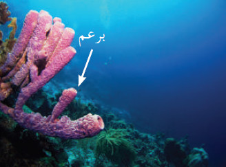 الوظائف الحيوية عند الإسفنجيات