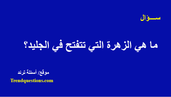 ما هي الزهرة التي تتفتح في الجليد؟