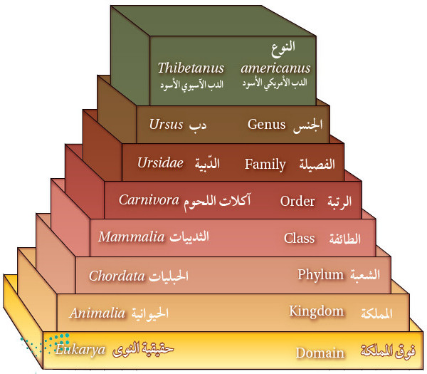 مستويات تصنيف المخلوقات الحية