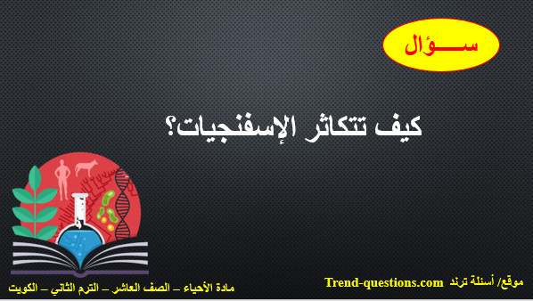 كيف تتكاثر الإسفنجيات؟