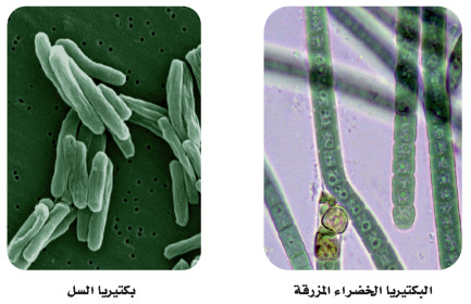 الخصائص الرئيسية لفوق الممالك الثلاث