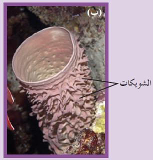 بنية الإسفنجيات