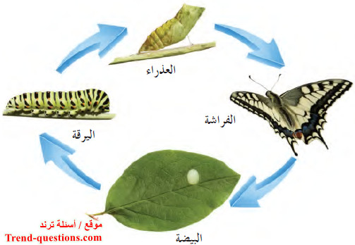 النمو وإصلاح الأنسجة المتهالكة فى الكائنات الحية