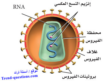 الفيروسات الارتجاعية Retroviruses