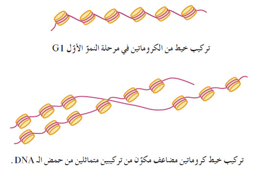 كيف تنقسم الخلية؟