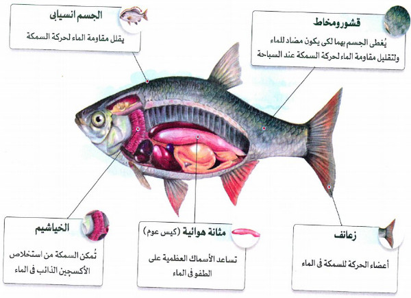 التكيفات التركيبية للكائنات الحية فى البيئة المائية