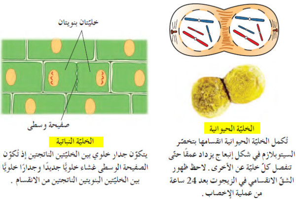 ما هي مراحل وأطوار الانقسام الميتوزي؟