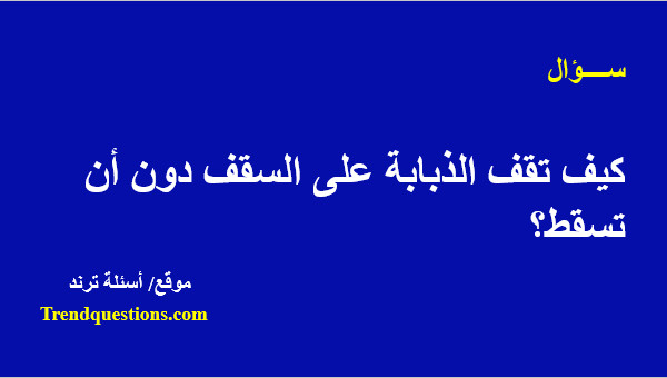 كيف تقف الذبابة على السقف دون أن تسقط؟