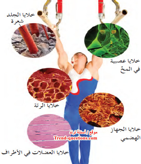 التنظيم والاتزان الجسمي عند الكائنات الحية