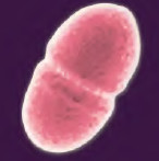 التكاثر Reproduction