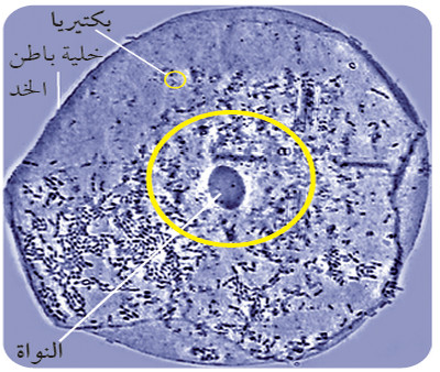 التعرف على بدائيات النوى Identifying Prokaryotes