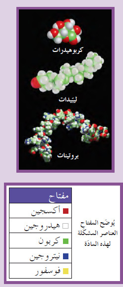 المركبات العضوية التي تتكون منها أجسام الكائنات الحية