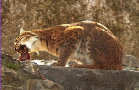 طرق التغذية فى الحيوانات