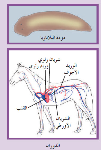 الوظائف الحيوية السبعة عند الحيوانات