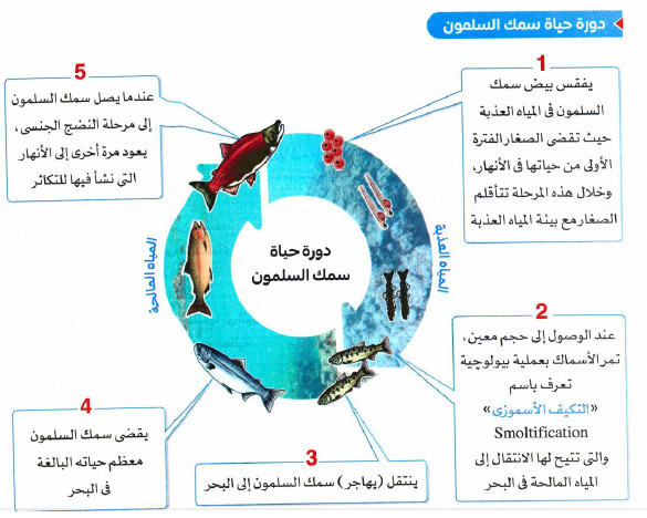 غياب التكيفات الفسيولوجية لأسماك السلمون