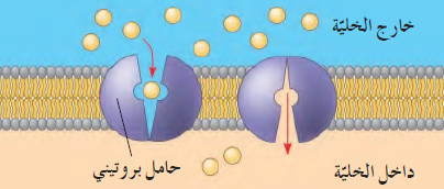 آليات النقل السلبي في الخلية